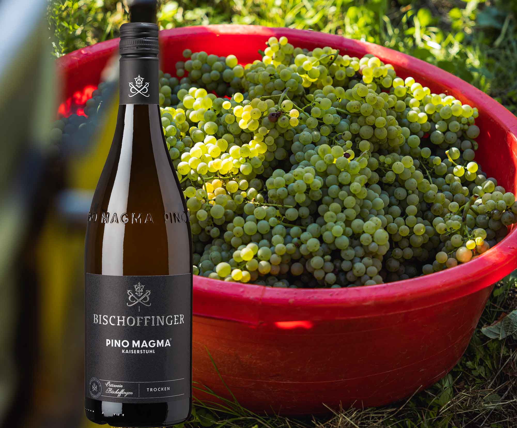 Pino Magma - Weißwein mit frisch geernteten Trauben