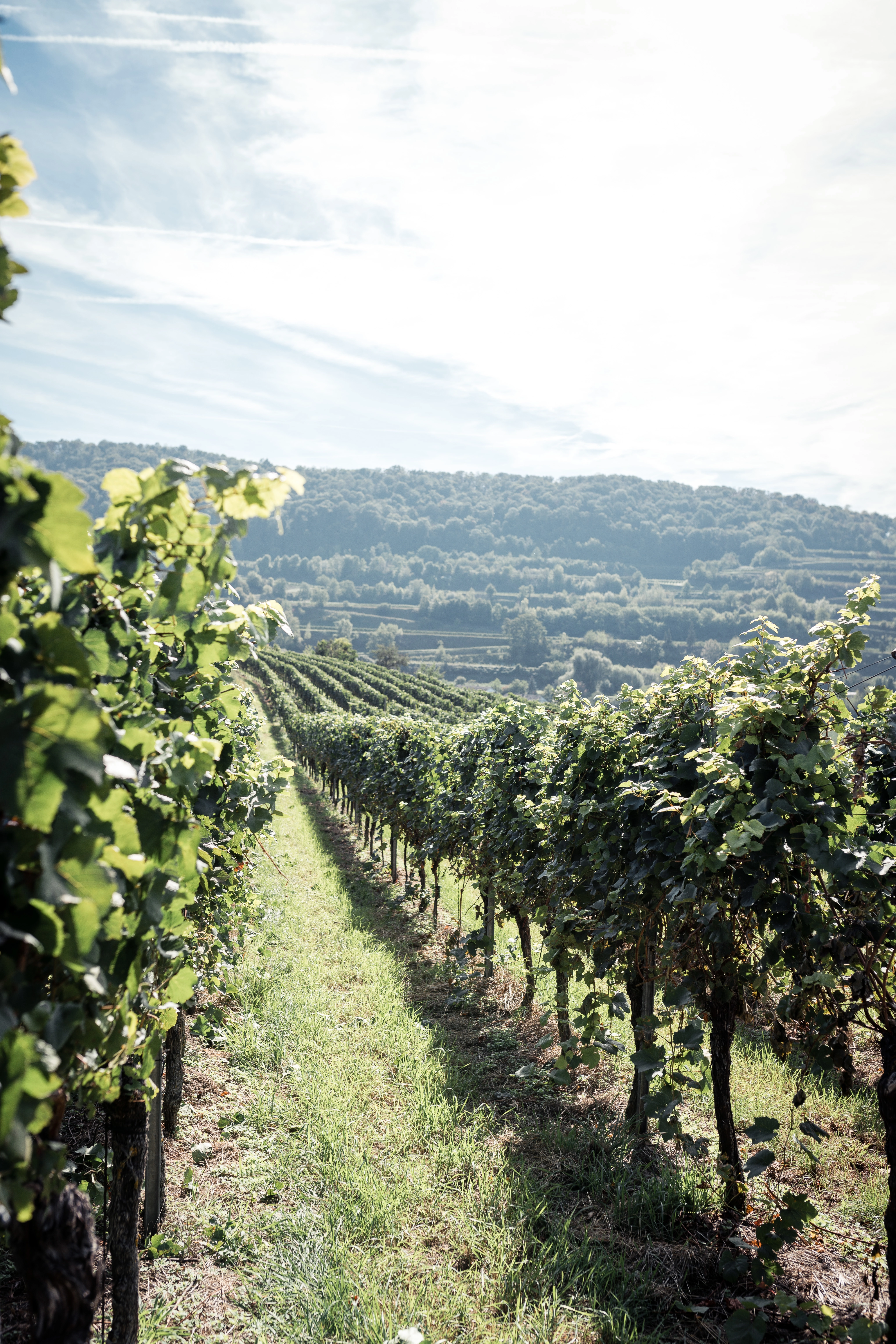 So lieben wir den Kaiserstuhl - zur Weinlese