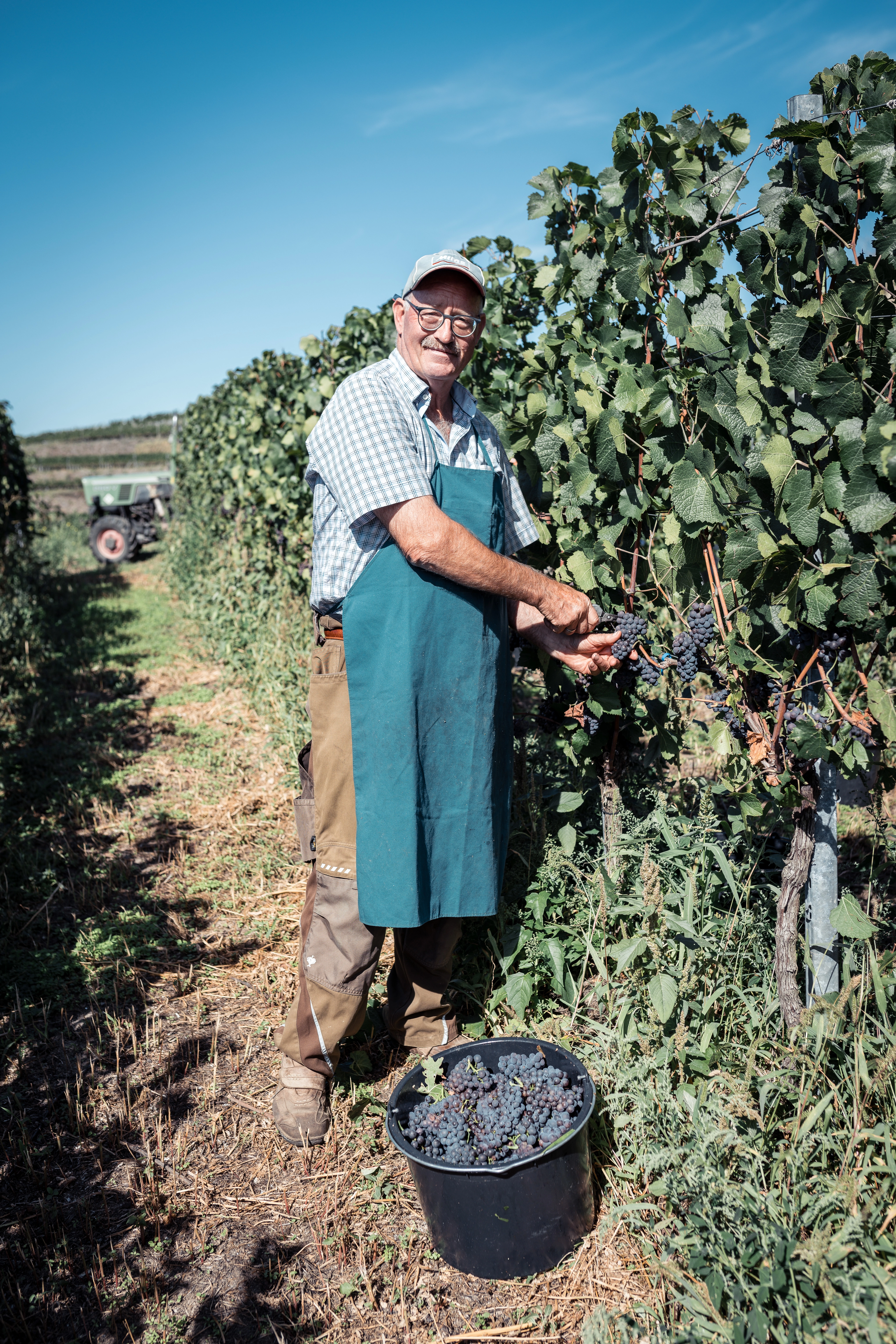 So lieben wir den Kaiserstuhl - zur Weinlese