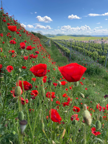 Blütenträume und -Freude in den Bischoffinger Reben im Herzen des Kaiserstuhls